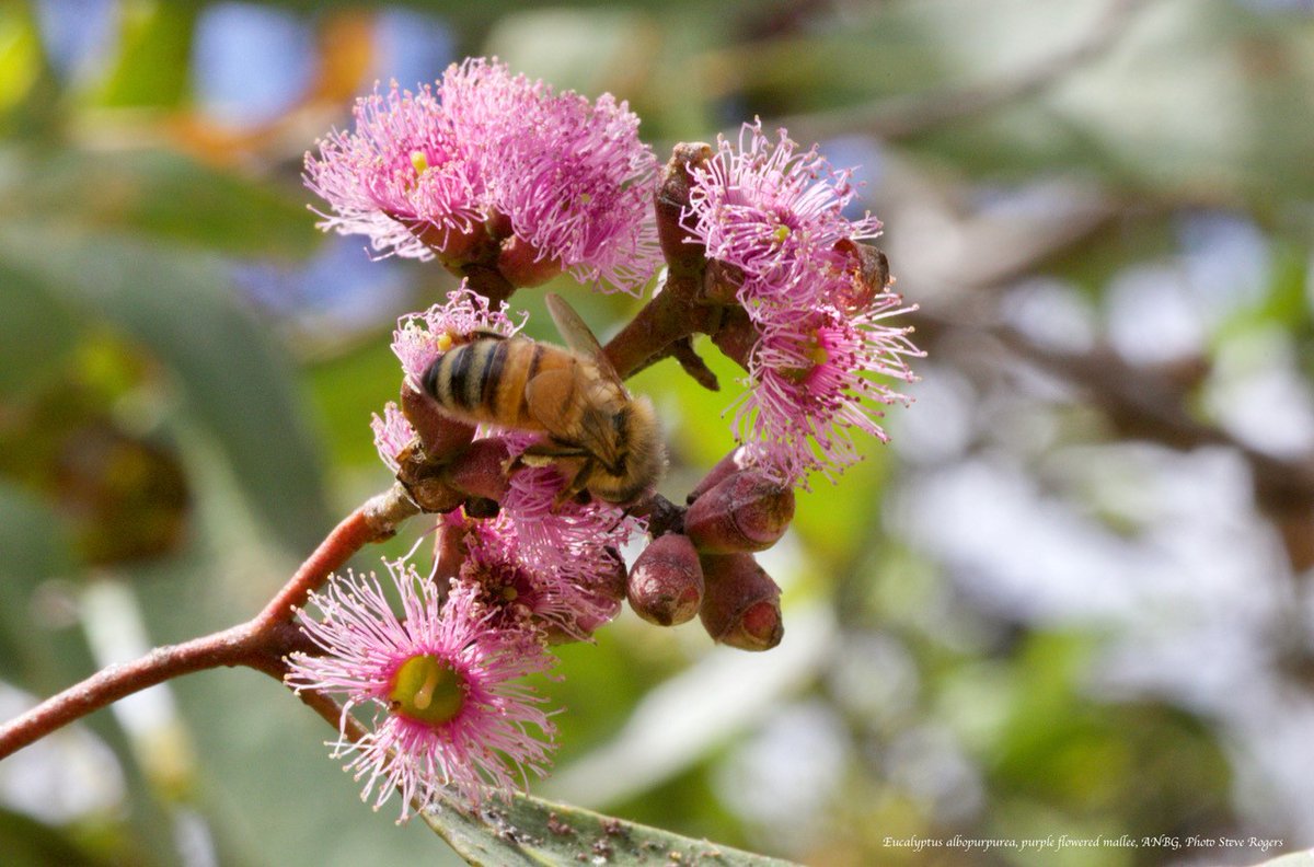 Australian National Botanic Gardens (@anbg) on Twitter photo Ready for #NationalEucalyptDay, E albopurpurea is a lesser-known of Aus' over 800 eucalypt sps. Common name Purple-floweredMalleeBox.Only on KI & sthn tip of the EyrePeninsula. Flowering near @ANBGRockGarden. <a href="/EucalyptAus/">Eucalypt Australia</a>#eucalyptoftheyear 2022 shortlist bit.ly/2Nt0PEp Ready for #NationalEucalyptDay, E albopurpurea is a lesser-known of Aus' over 800 eucalypt sps. Common name Purple-floweredMalleeBox.Only on KI & sthn tip of the EyrePeninsula. Flowering near @ANBGRockGarden. <a href="/EucalyptAus/">Eucalypt Australia</a>#eucalyptoftheyear 2022 shortlist bit.ly/2Nt0PEp