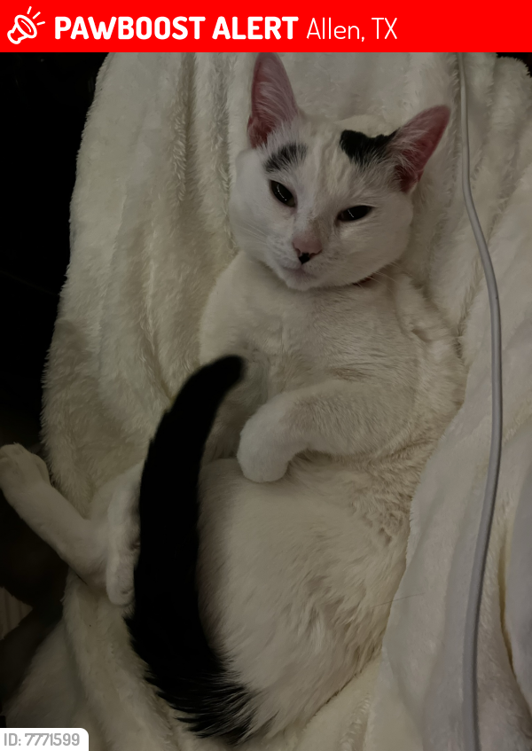TXLostPets's tweet photo. Please RT! Alex went #missing on March 4, 2022 in Allen #Texas 75002 near ests and country club #lostcat #lostpets #pawboost https://t.co/0o2xmcE5qH https://t.co/CuqhDZQMvP