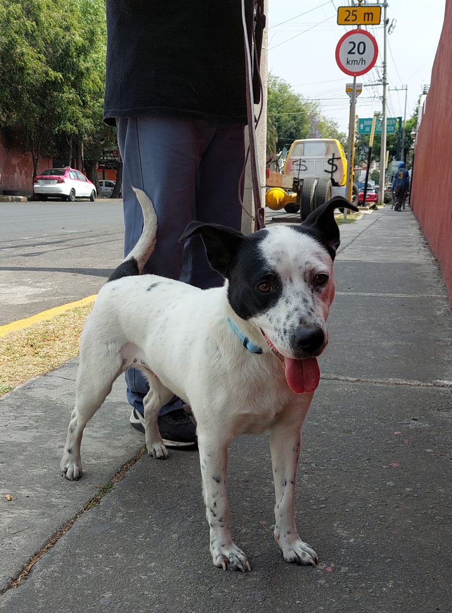 Me adoptas? #AdoptaNoCompres #adopcion #adopcionresponsable
Perrita de año y medio.
Esterilizada, vacunada, desparasitada, de buen carácter. Linda, sociable, juguetona, cariñosa.
No se lleva con gatos #CDMX Info 5555040979 #WhatsApp