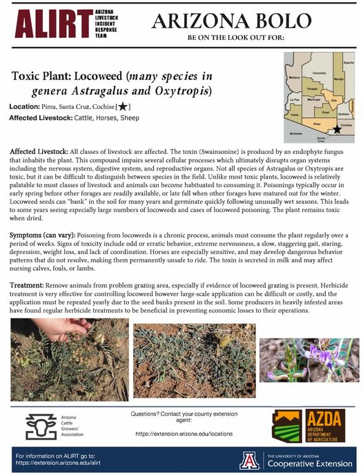 CCFirenIncident's tweet image. #AzDeptAgriculture: ALIRT - Arizona BOLO - #Locoweed-Issues w/ locoweed ... . We have had a few cattle go down in the SE corner of the state and want to get the word out for folks to watch their herds. Contact the AZDA State Veterinarian's Office at 602-542-4293 or ... 1/