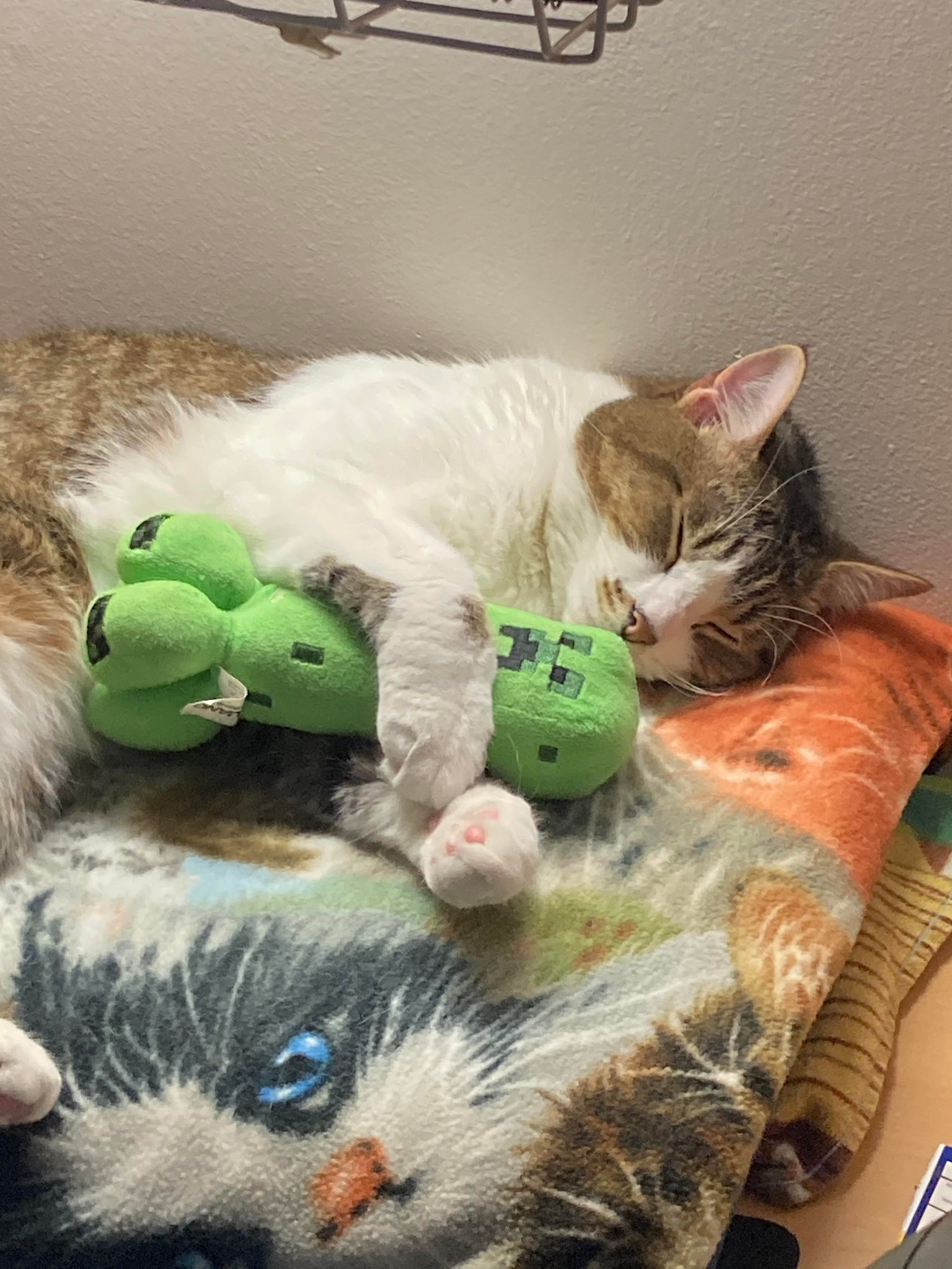 ⭐ Nick Peppermint ⭐ on Twitter "Best part is Creepers afraid of cats…