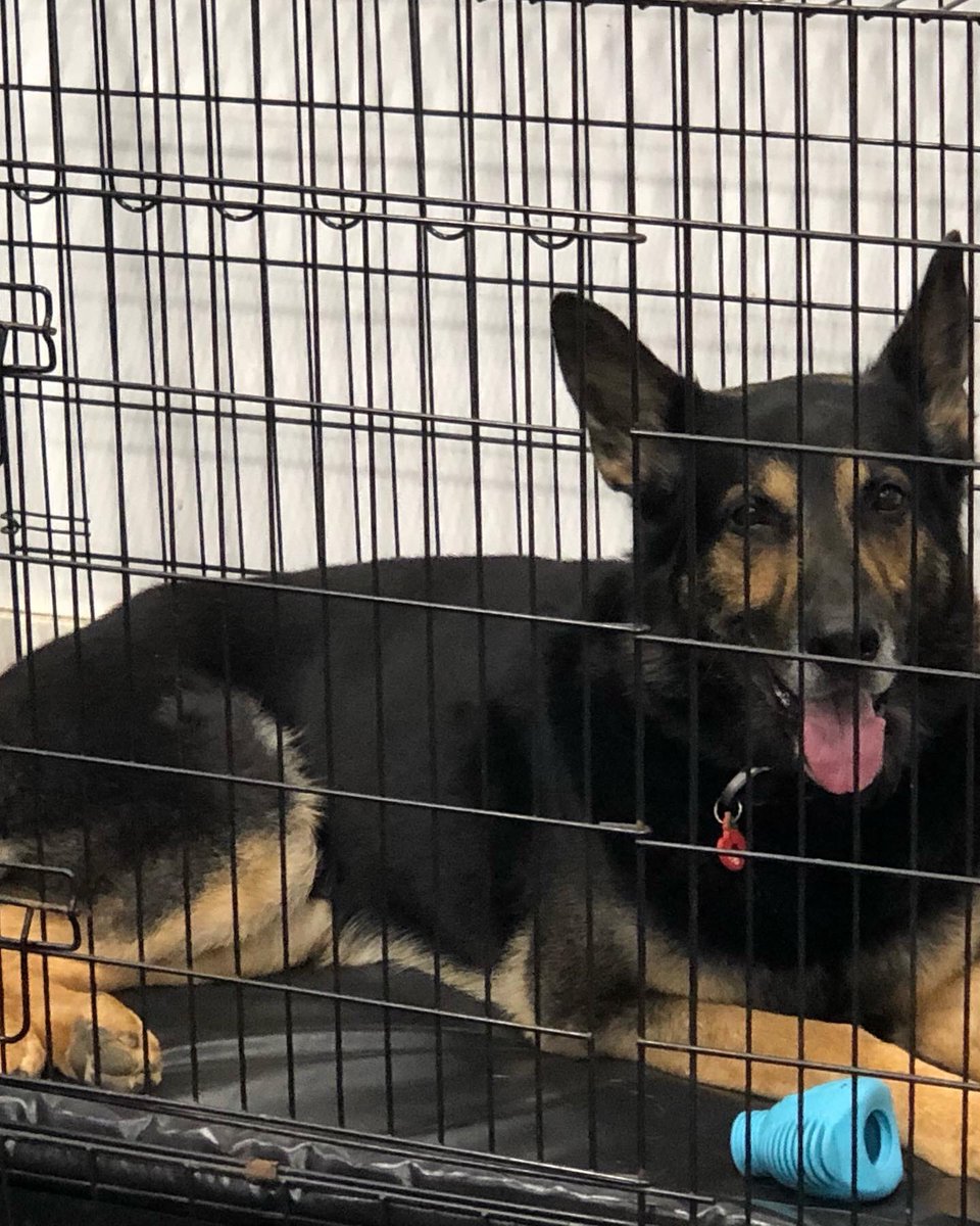 Chappers2013's tweet photo. At the #CanineTherapyUnit @WrittleOfficial today we saw two legends from @EPDogSection
The supercool #RPDTex and the gorgeous #RPDRiley ππ₯° https://t.co/z5Mvm9taT1