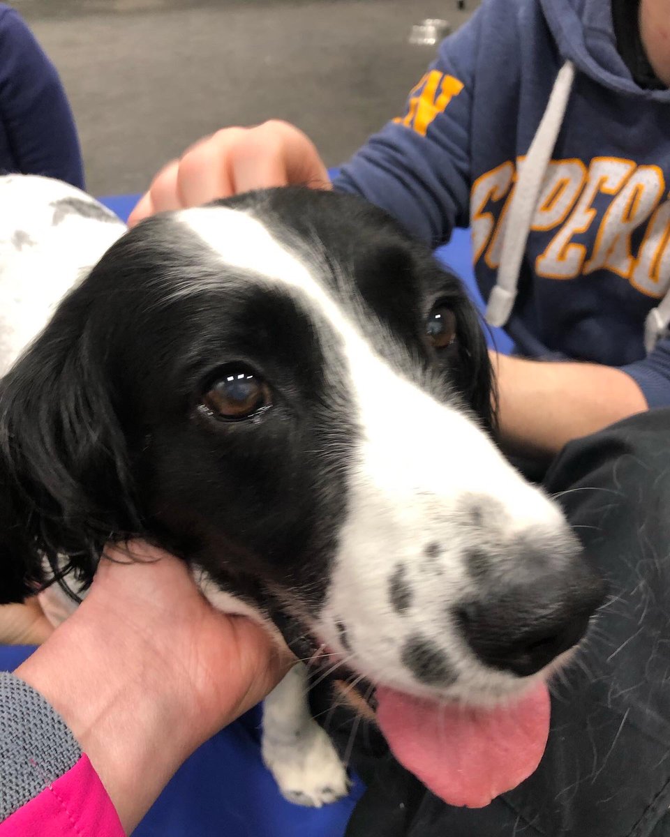 Chappers2013's tweet photo. At the #CanineTherapyUnit @WrittleOfficial today we saw two legends from @EPDogSection
The supercool #RPDTex and the gorgeous #RPDRiley ππ₯° https://t.co/z5Mvm9taT1
