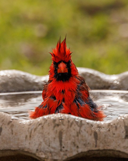 Carl&rsquo;s having a rough morning. Can you please give him some love?  Taken Saturday at Crescent Bend Nature<a href="/tag/cardinal"class="tags"><span>#cardinal</span></a><a href="/tag/birdphotography"class="tags"><span>#birdphotography</span></a><a href="/tag/twitternaturecommunity"class="tags"><span>#twitternaturecommunity</span></a>