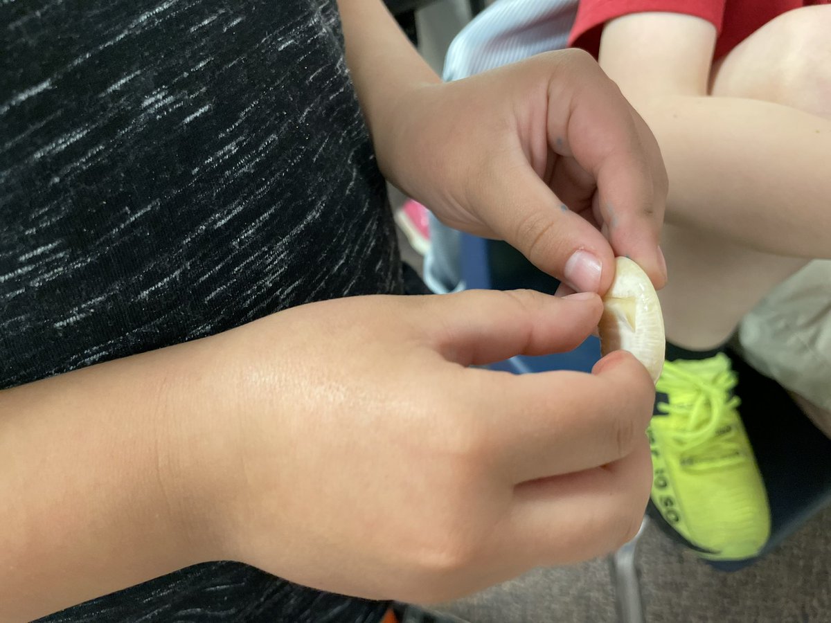 Navarrete Elementary (@cusdnavarrete) on Twitter photo First grade future farmers had an amazing visit from <a href="/azfb/">Arizona Farm Bureau</a>. Az Farm Bureau taught the science of seeds with hands on dissection to identify each seed part! <a href="/ChandlerUnified/">Chandler Unified School District</a> <a href="/ChandlerEdFound/">Chandler Education Foundation</a> First grade future farmers had an amazing visit from <a href="/azfb/">Arizona Farm Bureau</a>. Az Farm Bureau taught the science of seeds with hands on dissection to identify each seed part! <a href="/ChandlerUnified/">Chandler Unified School District</a> <a href="/ChandlerEdFound/">Chandler Education Foundation</a>