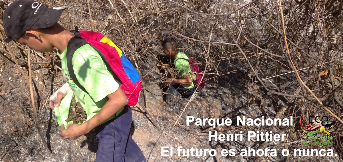 Nuestros voluntarios recolectan las #semillas después de un #incendio #forestal las #semillas son el #futuro de nuestro #PNHPittier 
#denuncia a los que pretenden acabar con nuestro parque #denuncialos al <a href="/0800ambientVen/">0800ambiente</a>