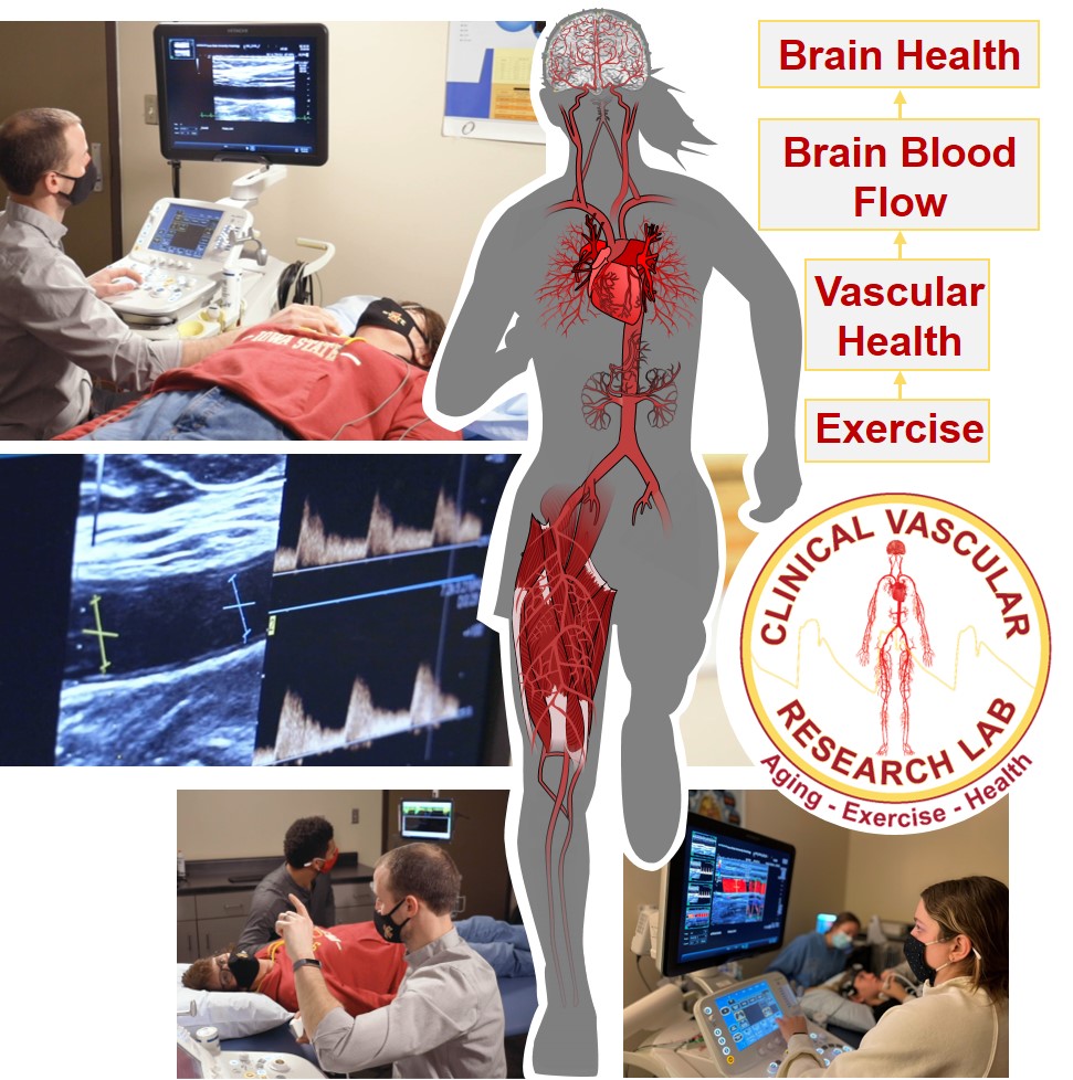 ISUCVRL's tweet photo. The Clinical Vascular Research Lab at ISU is looking for participants for a 12-week study examining how aerobic exercise training impacts vascular and cognitive health in adults 40-64 yrs old. Interested in participating? Contact wleffert@iastate.edu or qkeleher@iastate.edu. https://t.co/vyuokY1ONQ