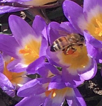 p_ahrendt's tweet photo. #JedeWocheEinFoto
KW 10/22
Frühlingserwachen
!B https://t.co/8tPIFVcw7S