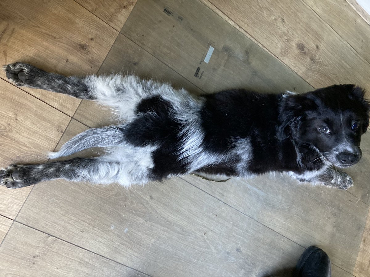 JeannetWendel's tweet photo. Suus in relax modus…… 🤣#pup #lenig #10maanden #relaxstand #lang #gezellig https://t.co/XX1ecb7Ey6