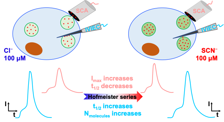 AndrewEwing11's tweet photo. New paper from the group in JACS. Anionic species Cl-, ClO4-, SCN- (along Hofmeister series) regulate chemical storage in nanometer vesicles and amperometrically detected exocytotic dynamics from secretory cells. @the_ewing 
https://t.co/O9joZWSGUb https://t.co/vYaW11lDac