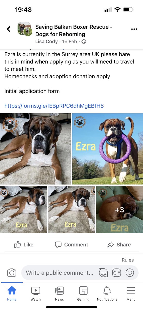 Boxer people please share this so this boy can get the home he deserves ❤️

facebook.com/groups/savingb…