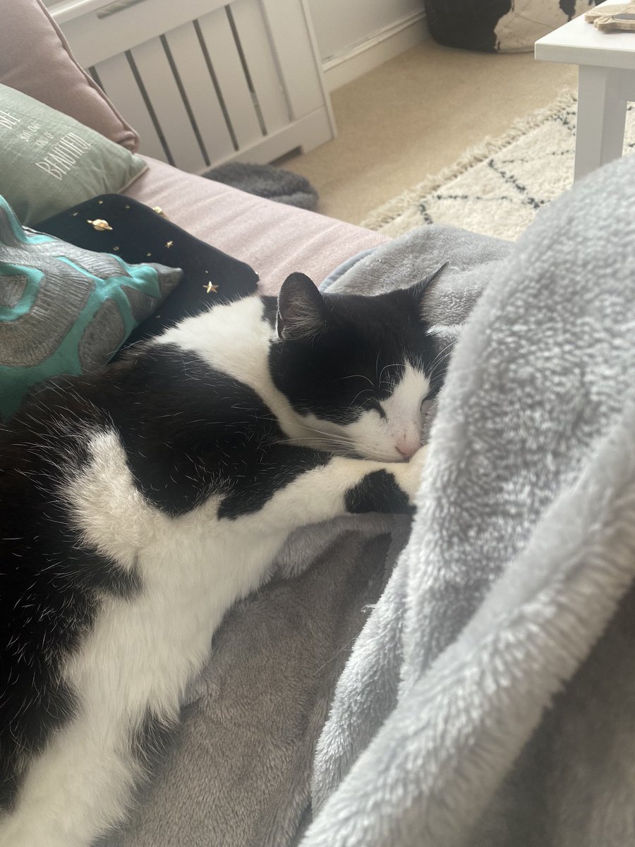 Lydmack98's tweet photo. Me and Tommy are coming to the end of our first day together and he’s settled in like a dream ✨ we would like to say a big thank you to @TheStourbridge for bringing us together ❤️x https://t.co/f4rLtJQaXX