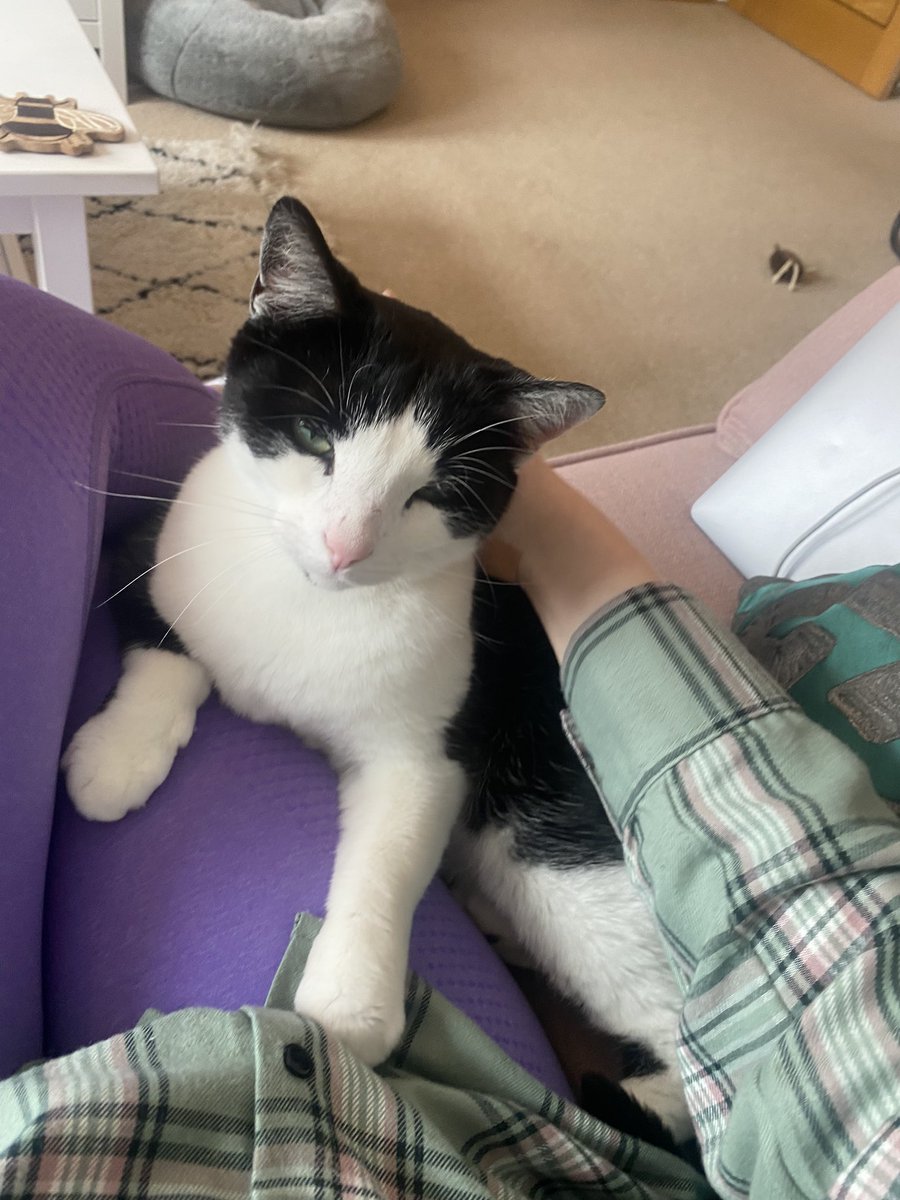 Lydmack98's tweet photo. Me and Tommy are coming to the end of our first day together and he’s settled in like a dream ✨ we would like to say a big thank you to @TheStourbridge for bringing us together ❤️x https://t.co/f4rLtJQaXX