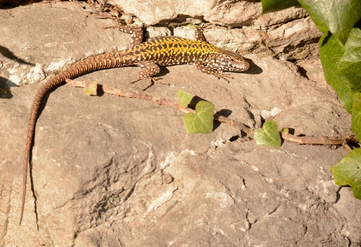 severnrover's tweet photo. Went out looking for reptiles today. Some of Ten Wall Lizards seen at Clifton Observatory area today. #Reptiles #Walllizard https://t.co/FKxgOjYpDm
