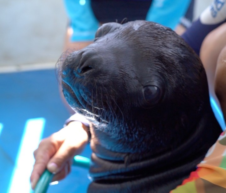 TheDolphinCo_'s tweet image. He is Toto, he was born under our miracle program. Say hey to our new ambassador.

Les presentamos a Toto, él nació bajo nuestro programa 'Miracle'. Saluden a nuestro nuevo embajador.

#Sealion #Ambassador #MiracleProgram
