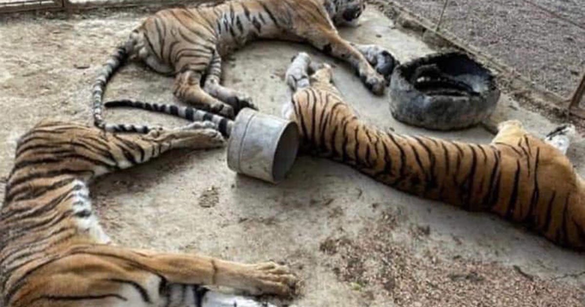 azcarmx's tweet photo. De manera respetuosa exigimos a la @SEMARNAT_mx que tome cartas en el asunto de los 3 tigres de bengala asegurados en Guerrero y hallados muertos.
No se debe dejar sin castigo a los responsables de su custodia, son animales silvestres de una especie catalogada en la @IUCNRedList https://t.co/ZehHAZzW2i