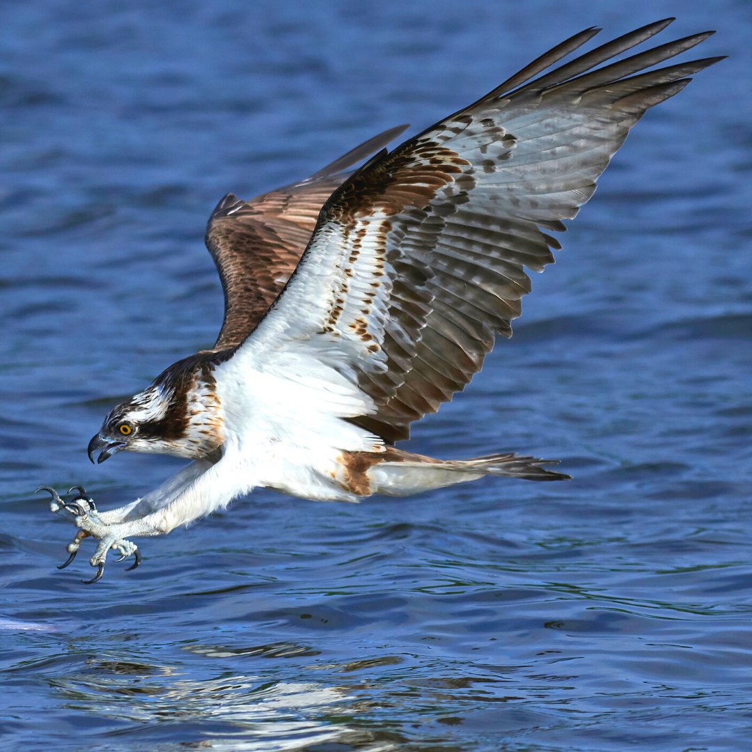ElliotSeries's tweet photo. Did you know? 🧐

Ospreys are one of the world's most widely distributed birds, breeding throughout much of North America, Northern Europe,  Asia, and around the coast of Australia EXCEPT Antarctica. 🦅🦅🦅

Learn more about Ospreys. Link in bio 🔗

#wildlife #nature #e https://t.co/YVkQavvNzj
