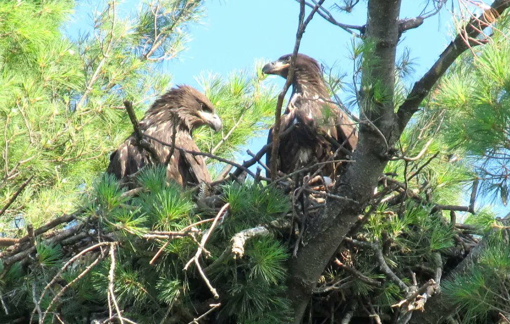 Yes, Cemetery Birding is a THING! 
Historic graveyards are great places to watch birds. Check out these bald eagles nesting in a cemetery:
bit.ly/3sMPX5T
#MondayBlogs #cemetery #birding