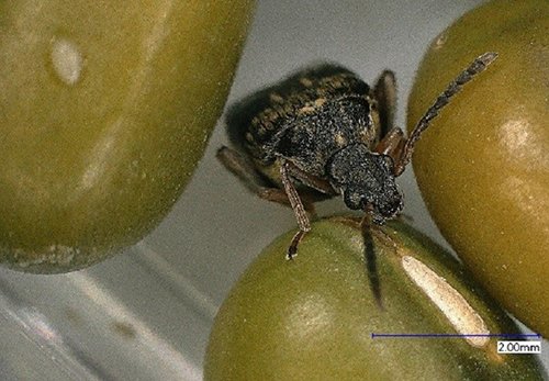 BehavEcol's tweet image. Does developmental environment affect sexual conflict? An experimental test in the seed beetle #EvoDevo #MatingBehavior #BehavEcol

doi.org/10.1093/beheco…