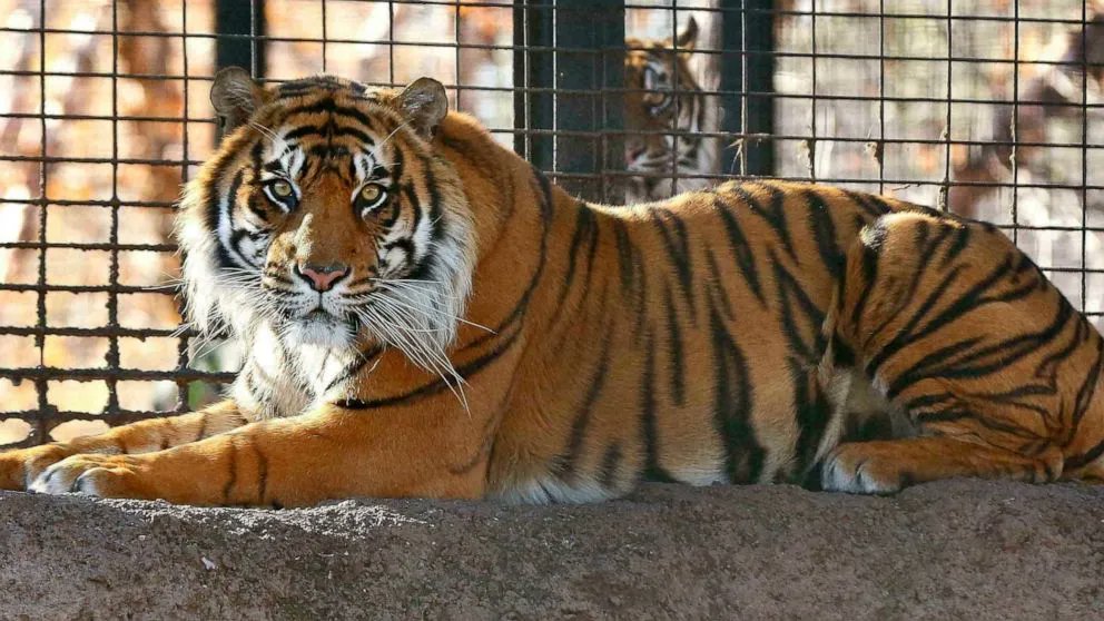 UkraineLIVEINF1's tweet photo. In the area of ​​#Cherkasskaya Lozova, Radiant Street, a tiger was seen, probably escaped from the eco park, after the #shelling https://t.co/GlmHXfgG56