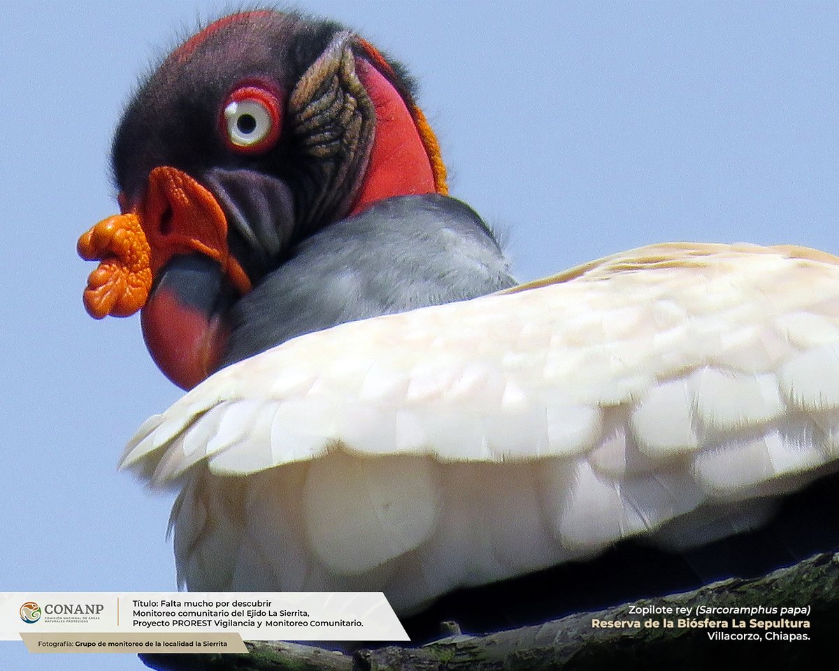 CONANP_mx's tweet photo. La #Conanp llevó a cabo el 1er. Simposio Multidisciplinario de Aves en las #ÁreasNaturalesProtegidas: retos de conservación y gobernanza, convocado y organizado por el Grupo Coordinador de #Avifauna. 🪶

Conoce más ➡️ https://t.co/Pu9sEIoanQ #ComunicadoConanp 🐦🦆🦜🦩🦉🍃 https://t.co/3nEo9YIXyY