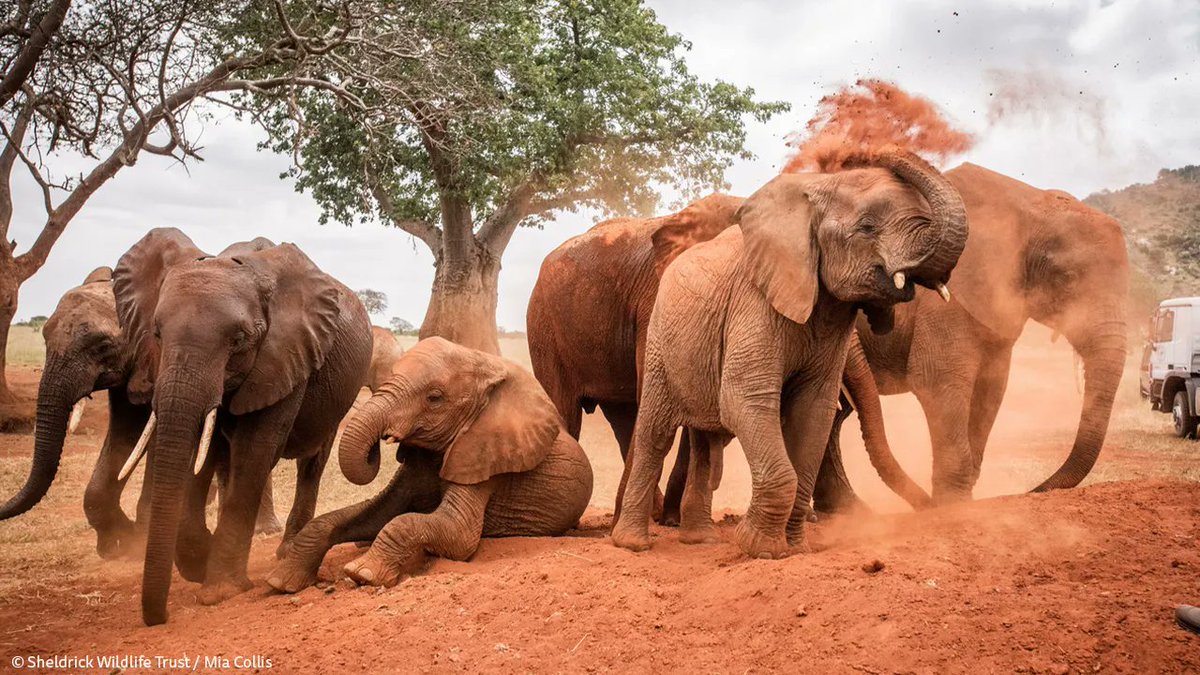 Sheldrick Wildlife Trust tweet media
