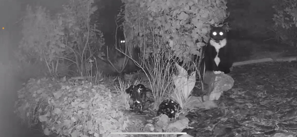 RustySW's tweet image. Spot the cats #cats