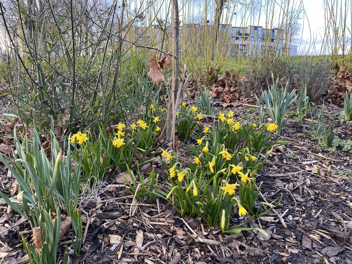 Heybournepark's tweet photo. Spring is on its way! A Canada goose couple at the #HeybournePark pond and daffodils at the #communityplot! #GrahamePark #NW9 #Barnet https://t.co/YMWVUXAFRk