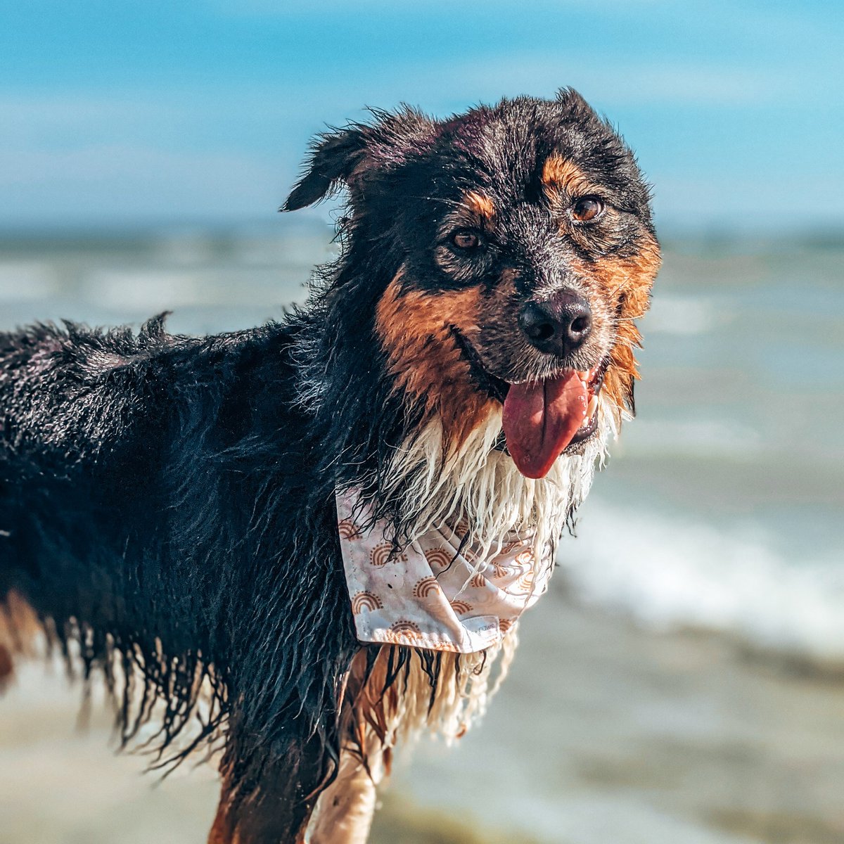 Fox + Maggie tweet media