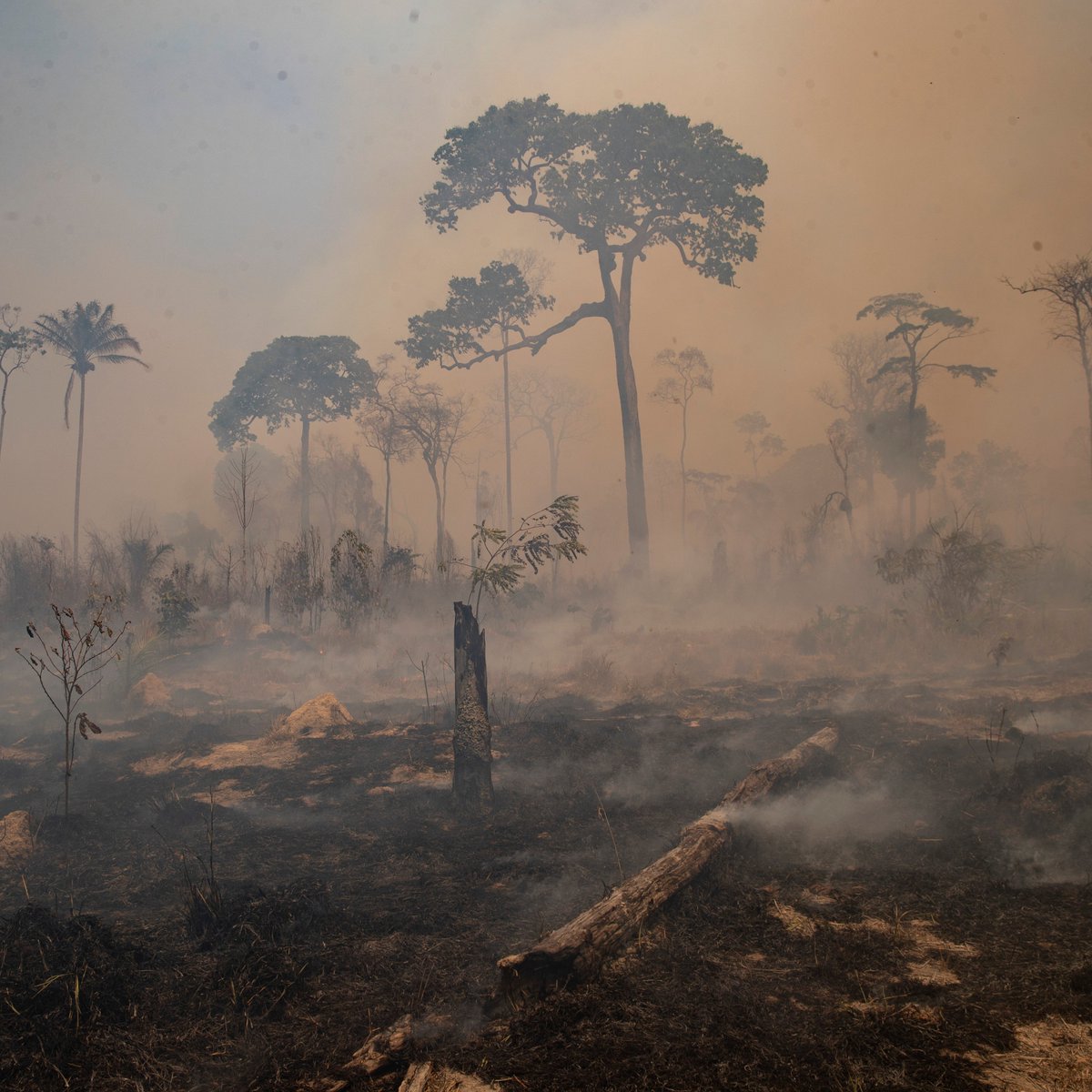 ajplus's tweet photo. The Amazon is losing its ability to recover from fires, drought and deforestation, and may be on track to become savannah, say researchers.

Shock resilience to climate shocks is down in 75% of the rainforest.

Other models say it could be locked into becoming savannah by 2050. https://t.co/JOVeagjUYi