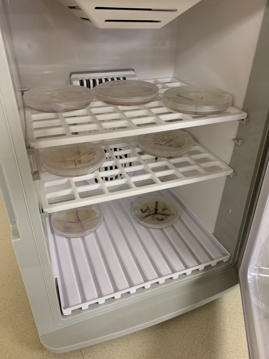 Which dish will grow the most? The wrestling mats? Mrs Watson’s door handle? Trash can in the concourse? Keyboard in the library? Boys restroom? #mepoclassroom #biosecurity