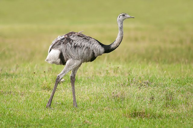 Biodiversidade Brasileira on Twitter: quot No capítulo 11 Darwin cita a