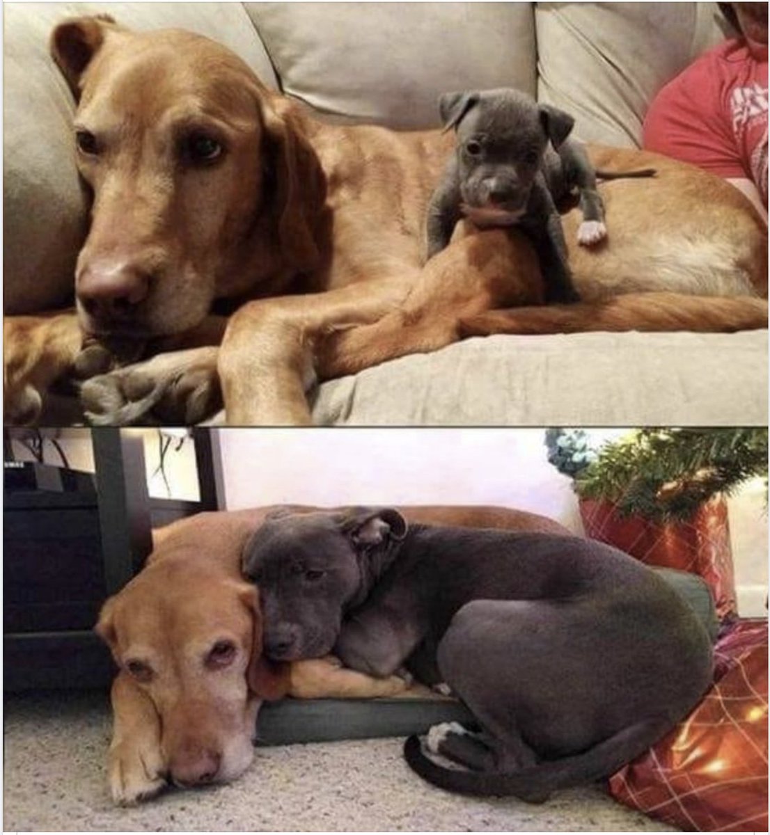 Yesterday, today and tomorrow; a lifelong loving relationship. 
Photo: Cats, Beavers and Ducks