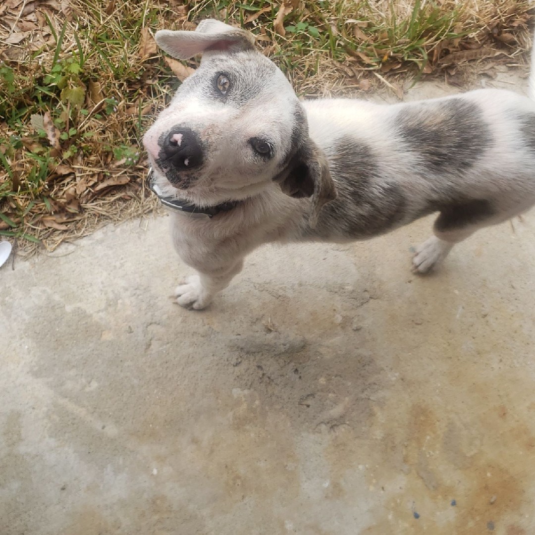 // In the short month I had you, you completely stole my heart. I'll miss you forever sweet Carter 💔