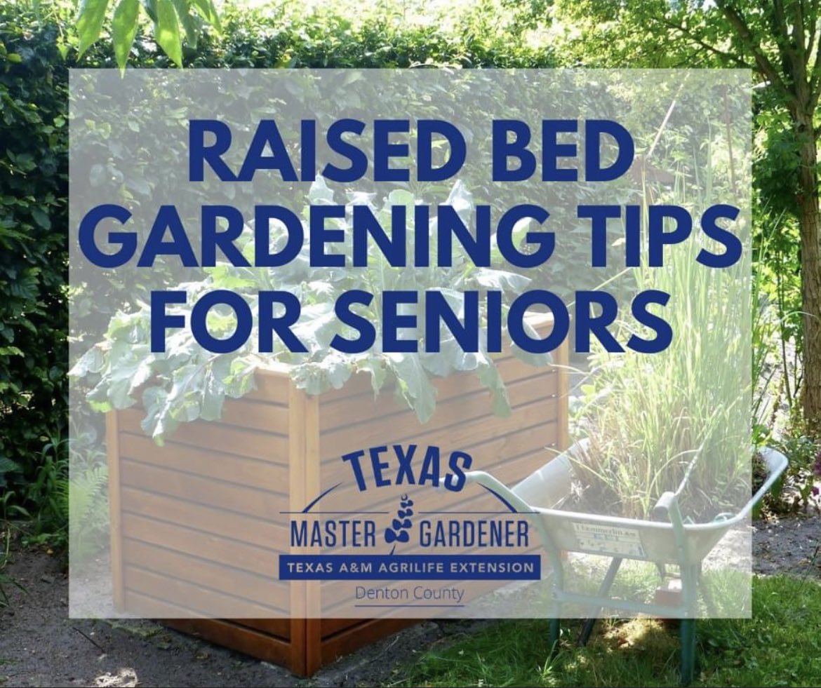 DentonCountyMGA's tweet photo. Learn tips &amp; tricks to continue gardening as we age, reap the benefits of homegrown produce,&amp; exercise.
When: April 1, 2022, 1 pm-2 pm
Venue: Denton Senior Center, 509 N Bell Ave, Denton, TX 76209
#gardentips
#ntxgardening
#dentoncounty
#ntxgardener
#dentoning
#dentonstrong https://t.co/HBvJH45xY1