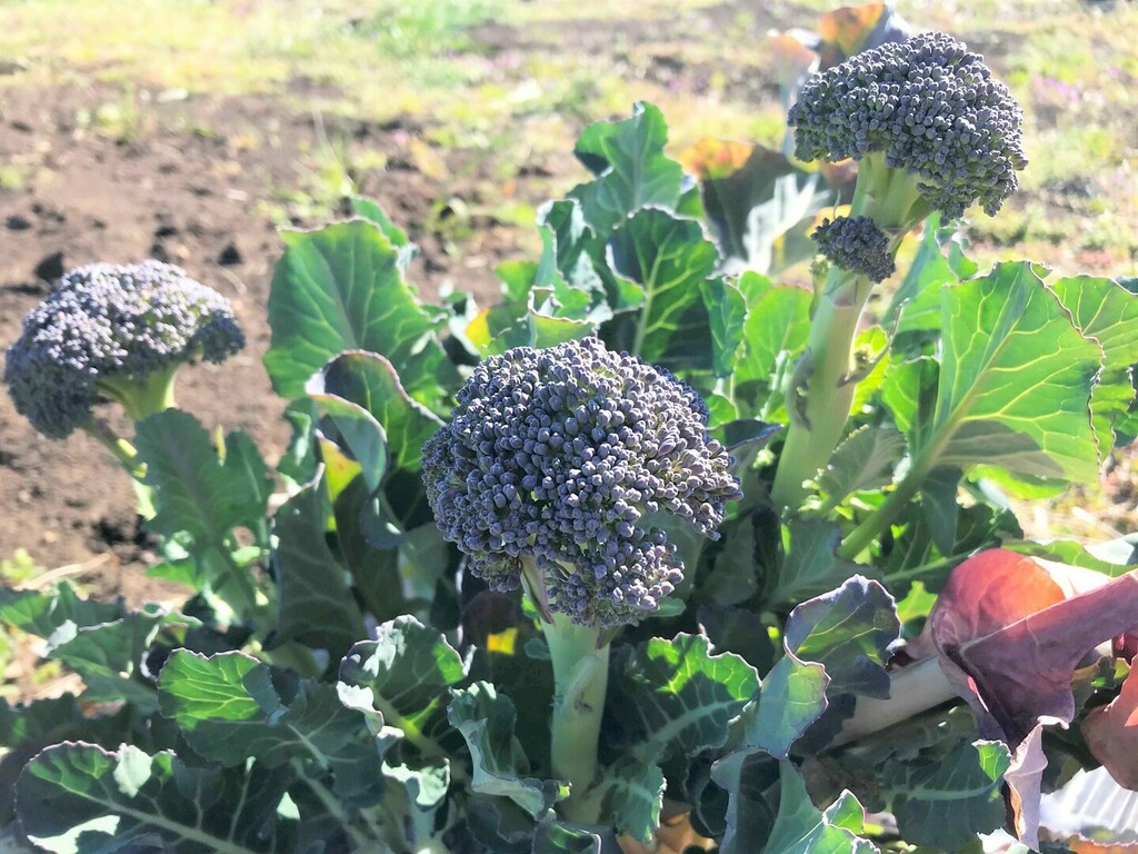 側花蕾 Twitter Search Twitter