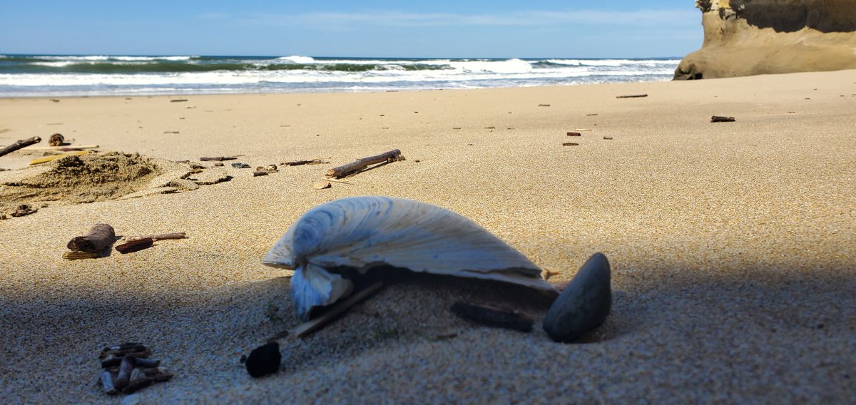 jenattopsail's tweet photo. #Beachdays #CaliforniaCoast #2022 https://t.co/WIRmf9gt8B