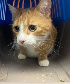 12 Year Old TOMCAT is Cute, Loves to Sit in the Bathtub. His previous owner adopted him from a close friend and kept him in the home for 12 years. He was surrendered due to his owner having physical health issues and having to move urgently for care.

facebook.com/NYCDEATHROWCAT…