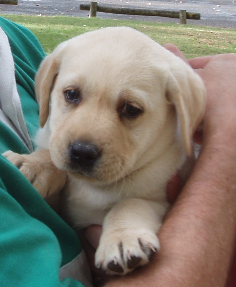 Evie & Fern 🐾🐾 tweet media