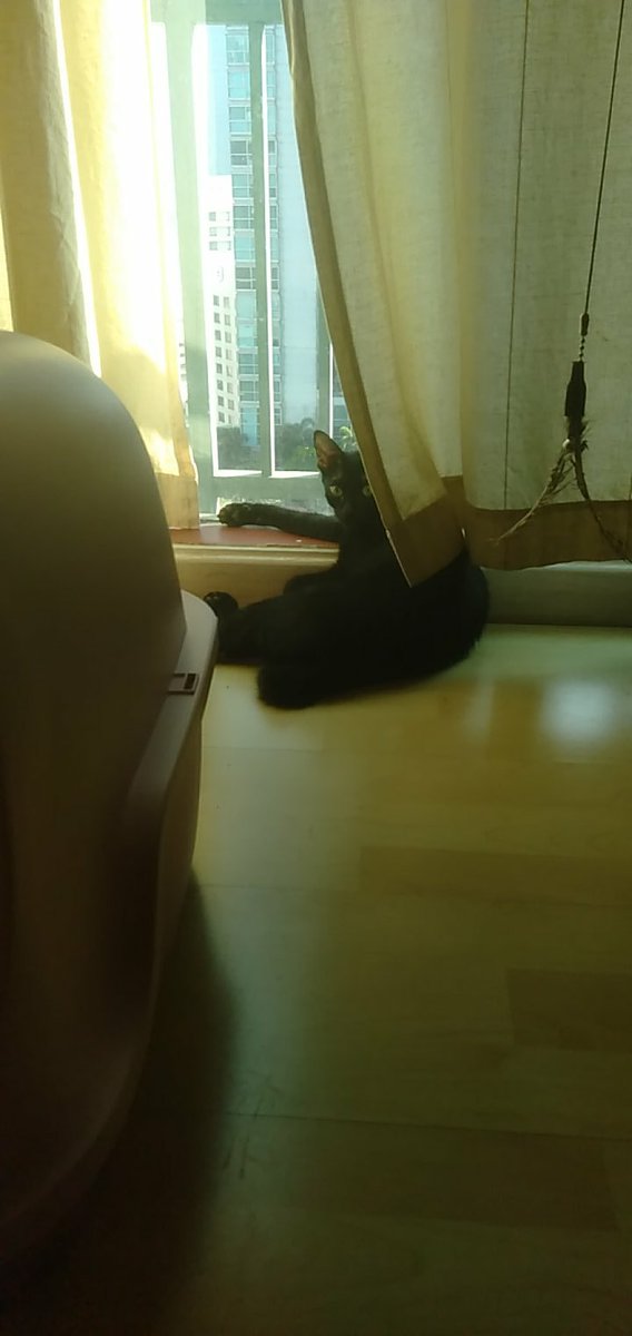 cuatro9's tweet photo. 昨夜、嫁の処から帰ってきたShuri。にゃんにゃんうるさくて、発情期かと思ったが、どうやら「もっと構ってくれ」のアピールだったようで、本日はいつもに戻りました。

僕も親戚の家でのお泊りは苦手だったし、気持ちは分かるぞ。

次は6月までない。

#Shuti
#しゅりきち https://t.co/d8KS8rA2c2