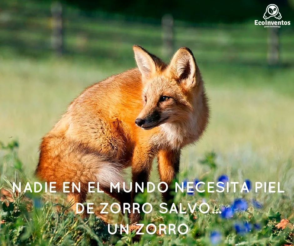 EcoInventos's tweet photo. Nadie en el mundo necesita piel de zorro salvo... UN ZORRO https://t.co/2jZ3OrFYCE