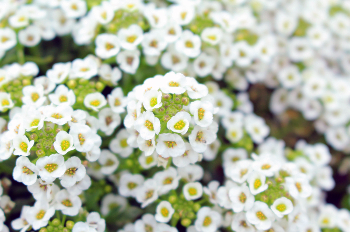 O Xrhsths 名入れギフト専門店きざむ Sto Twitter おはようございます 3月14日の 誕生花 は スイートアリッサム かわいい小花を株いっぱいにこんもり咲かせます 花言葉 は 優美 価値あるもの Hbd Akb48 行天優莉奈 さん Stu48 迫姫華 さん