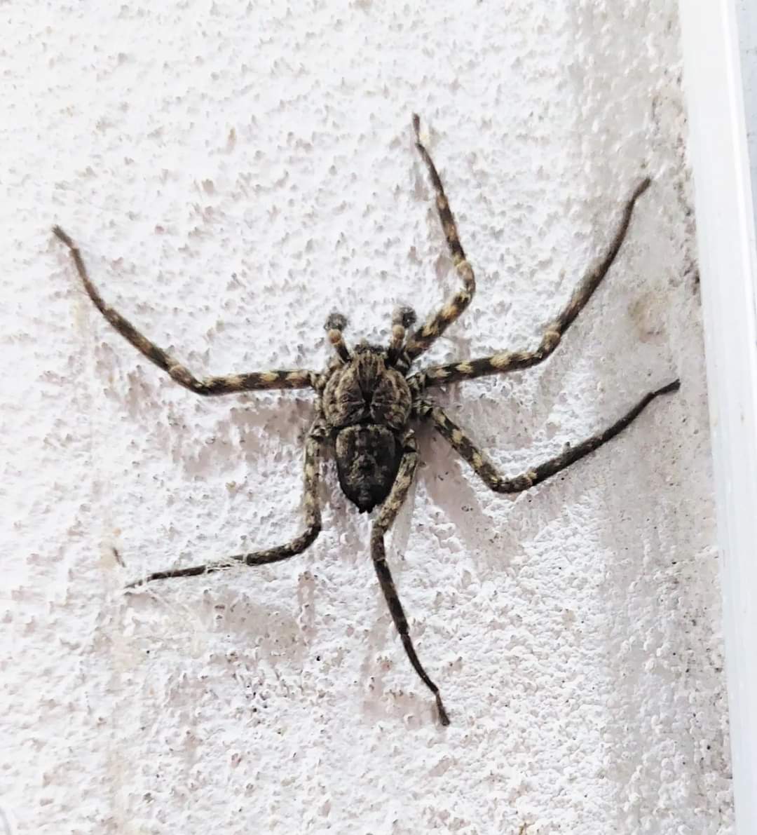 Araña 'de pared' (Selenopidae) que ha perdido un par de patas, probablemente luchando con algún depredador.

Estas arañas son comunes en ambientes domésticos y no representan riesgo para personas ni mascotas. 

#ArañasDeUruguay