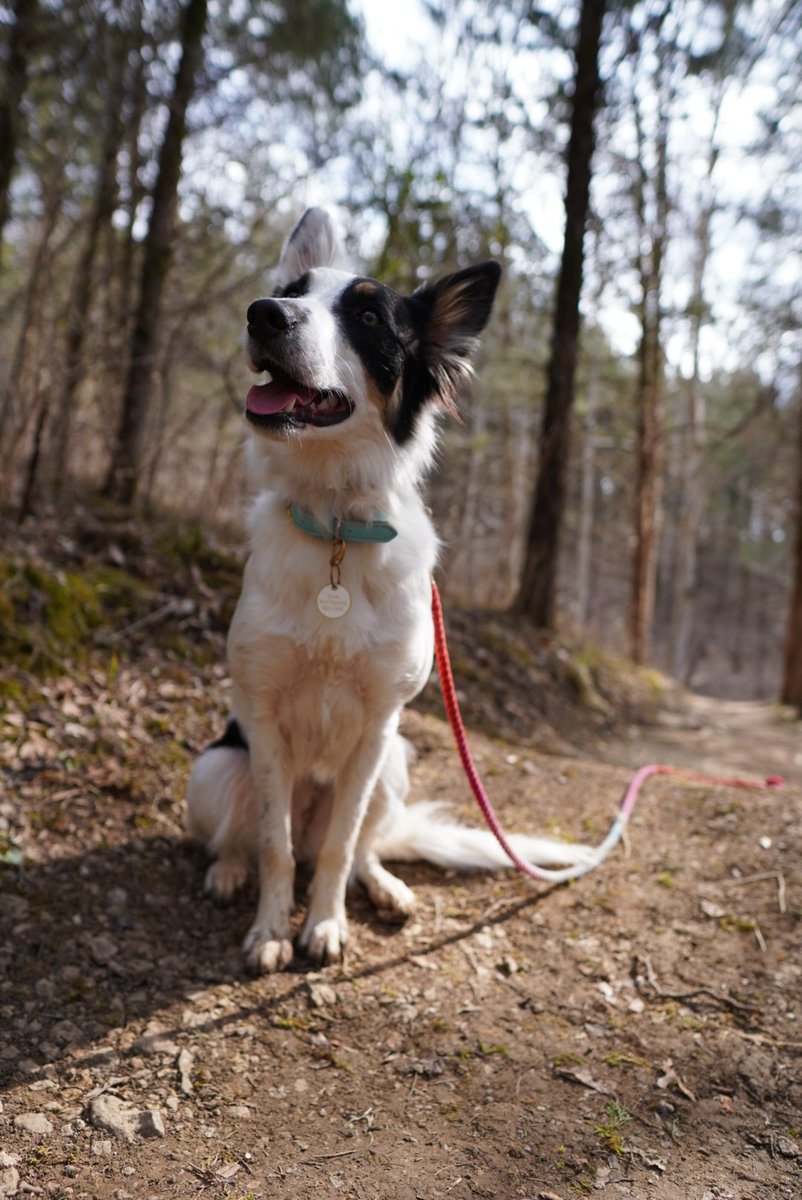 Dont worries, we have not forgotten about about the Twitters. Dog Mom is now a full time working Dog/Hooman Mom and is trying to find her groove in this new normal.

#twitterdogcommunity