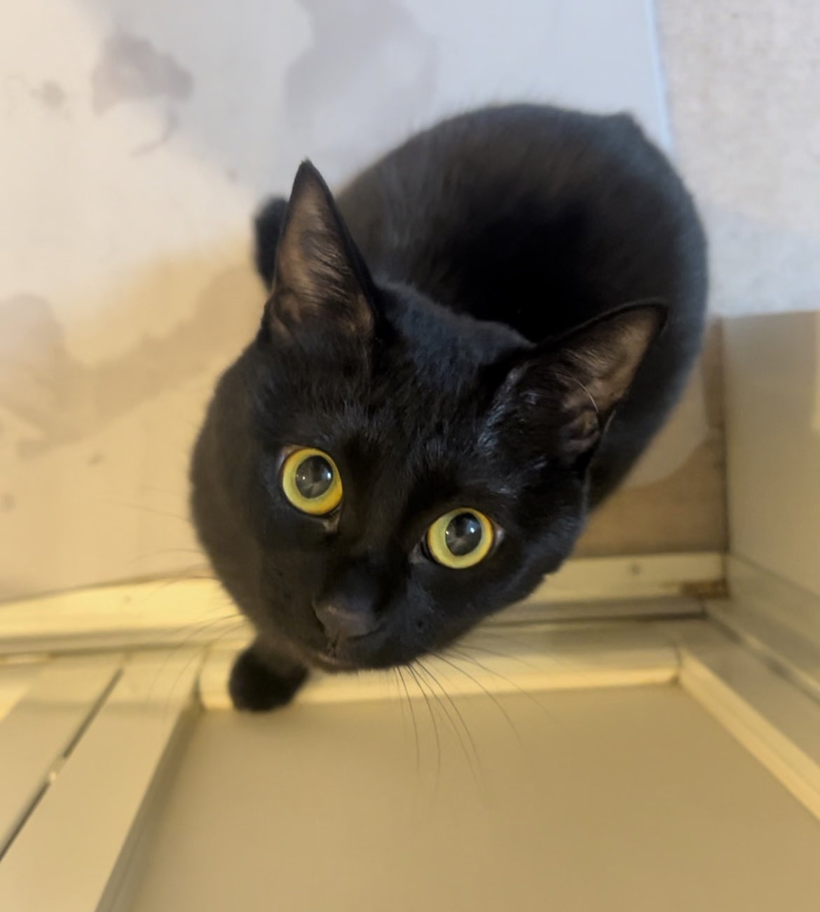 うちの猫が可愛すぎる Twitter Search Twitter