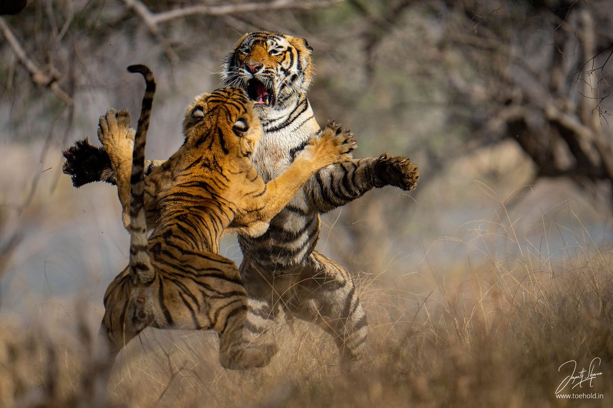 Jayanth_Sharma's tweet photo. A quarrel after making love. #Ranthambhore

#ToeholdPhotoTravel #CreateWithSony #SonyAlpha https://t.co/inSpGTDkcQ