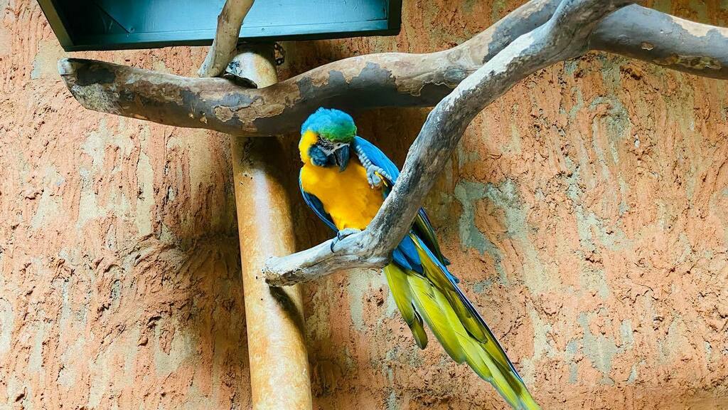 raeystudio's tweet photo. Hi there ✋

#birds #niagarafalls #ontario https://t.co/zLKamH9mm4 https://t.co/uq74TLcc6Q