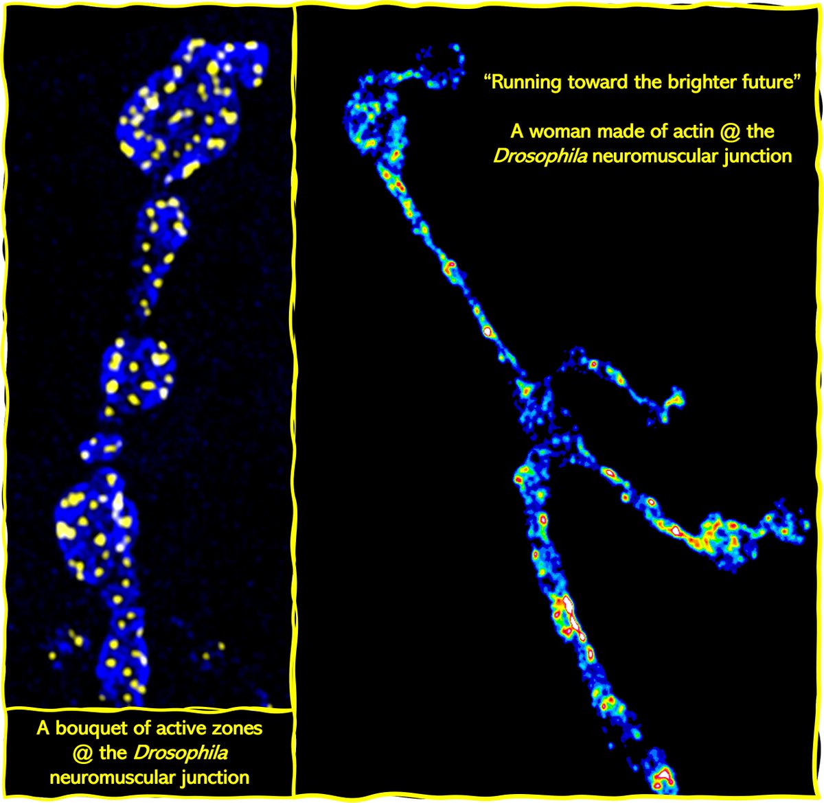 With a bouquet of “active zone roses” for the “woman made of actin, running toward the brighter future”, I would like to mark the #InternationalWomansDay2022 with a UN theme for this year "Gender equality today for a sustainable tomorrow". 1/3