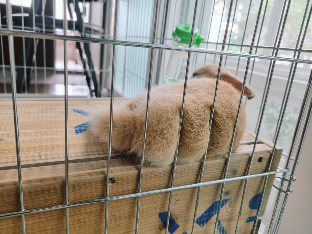 아기토끼 푸딩이 tweet media