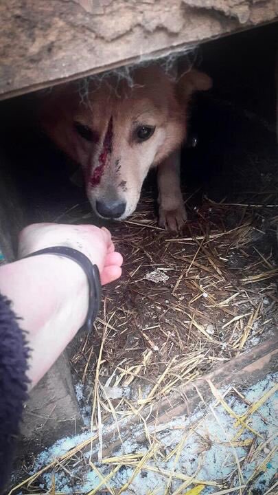 😡In Kharkov, Russian invaders bombed an animal shelter.  Five dogs died under the rubble and several more were injured.

 And nothing is sacred for the orcs - neither children, nor old people, nor animals...

#Ukraine️ #StandWithUkraine #StopPutinNOW